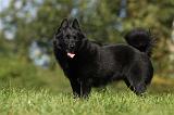 SCHIPPERKE 719